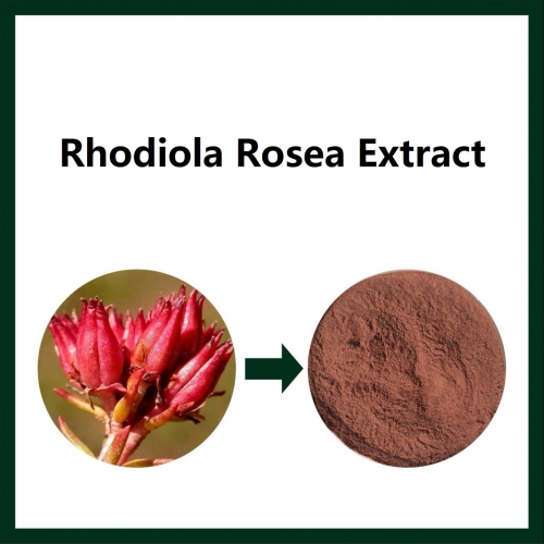 Rhodiola rosea Extract