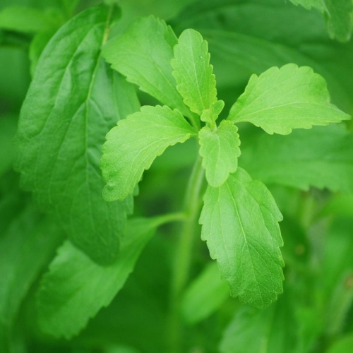 Stevia new regulation in US FDA, EU and other countries.